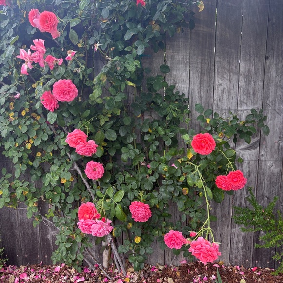 Meet your Posher, Anneliese - Picture 1 of 1